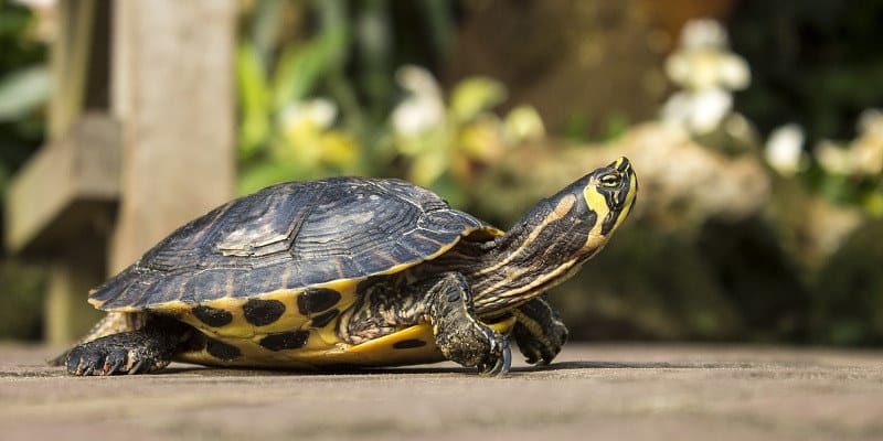 Investir lentement mais sûrement image de l'article