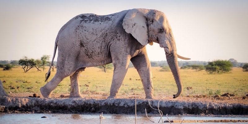 Dans un monde à taux 0, même les éléphants volent image de l'article