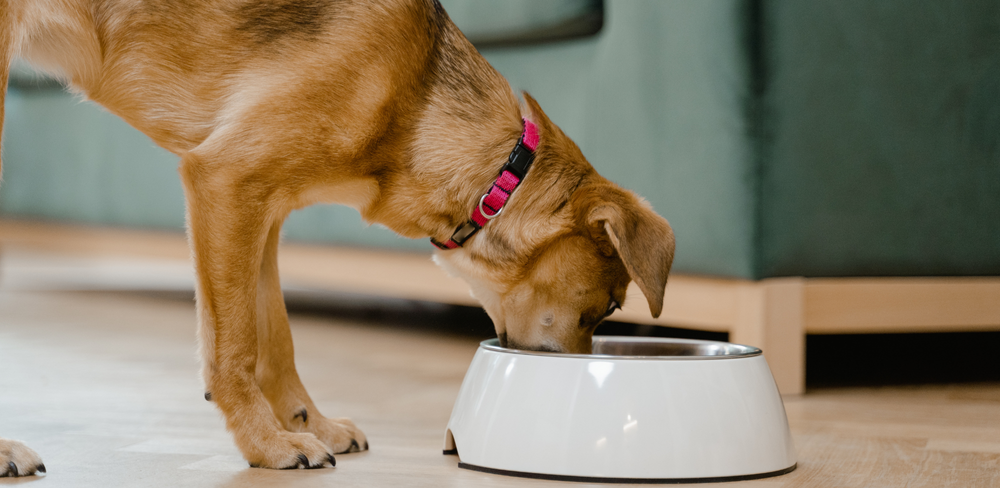 Jusqu'où les Français sont-ils prêts à aller pour leurs animaux ? image de l'article